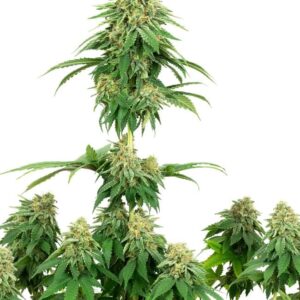 Gefeminiseerde wietzaadjes van de hybride wietplant Girl Scout Cookies