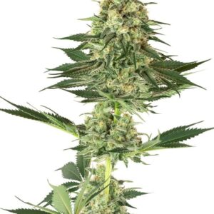 Een hoge opbrengst met Banana Kush gefeminiseerde zaden