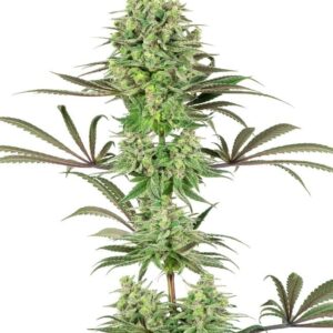 Indica dominante wietplanten kweken met gefeminiseerde zaden van Double Banana Kush