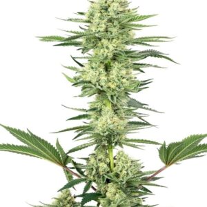 White Gorilla Haze gefeminiseerde wietzaadjes voor het kweken van sativa dominante wietplanten