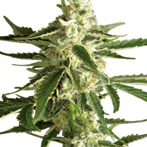 Hybride wietplanten kweken met White Diesel Haze autoflower zaden van White Label Seed Company