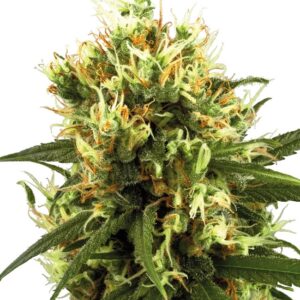 White Haze Automatic autoflower wietzaadjes kopen bij Plantarium