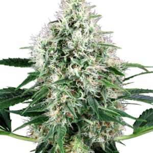 Pure Power Plant Automatic autoflower wietzaadjes voor het kweken van kleine wietplanten