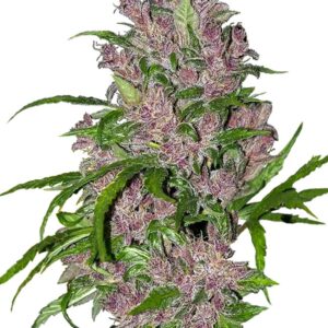 Autoflower wietzaden voor het kweken van Purple Bud wietplanten