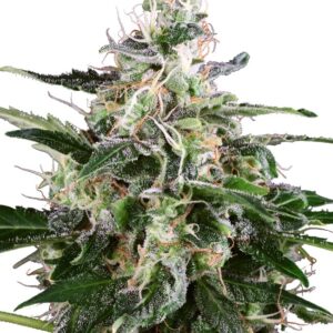 White Skunk autoflower wietzaadjes kweken voor compacte hybride wietplanten