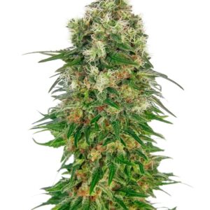 Compacte indica dominante wietplanten kweken met Shiva Skunk Automatic autoflower zaden van Sensi Seeds