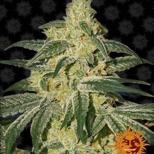 Afghan Hash Plant Reguliere wietzaden van Barney's Farm