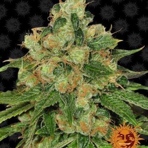 CBD Caramel Reguliere wietzaadjes van Barney's Farm van een indica dominante wietsoort
