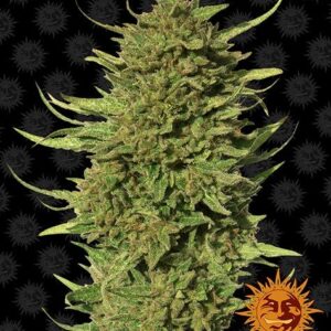 Critical Kush Reguliere wietzaden van Barney's Farm zijn een 100% indica wietsoort
