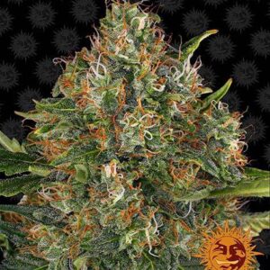 G13 Haze Reguliere wietzaden van Barney's Farm is een sativa dominante wietsoort