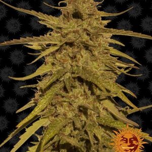 Pineapple Haze Reguliere wiet zaden van Barney's Farm is een sativa dominante wiet