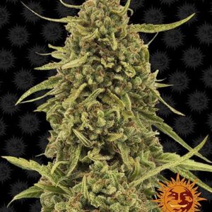 Widow Remedy Reguliere wietzaadjes van Barney's Farm van een hybride wietsoort