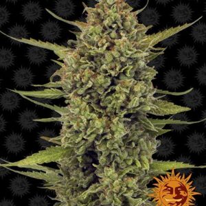 Acapulco Gold gefeminiseerde wietzaadjes van Barney's Farm voor het kweken van sativa dominante wietplanten