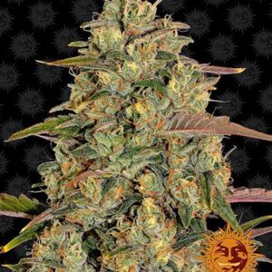 Amnesia Lemon gefeminiseerde wietzaden van Barney's Farm voor een sativa dominante wietplant