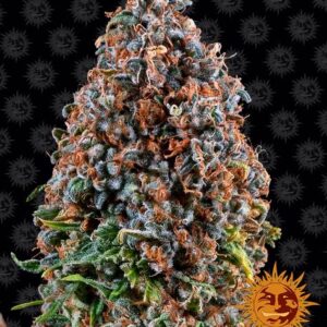 Critical Kush gefeminiseerde wietzaden van Barney's Farm voor een extreem sterke indica wietplant