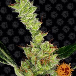 Dr Grinspoon gefeminiseerde wietzaden van Barney's Farm voor pure sativa wietplanten