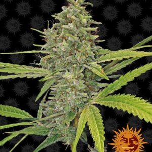 G13 Haze gefeminiseerde wietzaden van Barney's Farm voor sativa dominante wietplanten