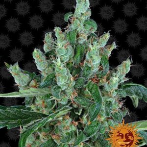 Laughing Buddha gefeminiseerde wietzaden van Barney's Farm voor sativa wietplanten met een lange bloeiperiode en grote opbrengst
