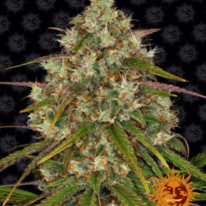 Liberty Haze gefeminiseerde wietzaden van Barney's Farm voor een wietplant met hoog THC percentage