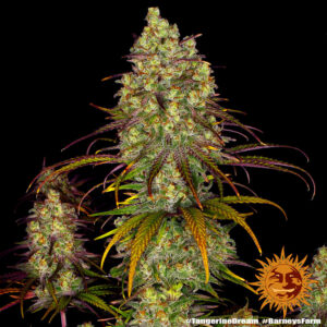 Tangerine Dream gefeminiseerde wietzaden van Barney's Farm voor sativa wietplanten met lange, dikke toppen