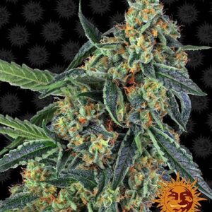 Cookies Kush gefeminiseerde wietzaden van Barney's Farm voor wietplanten met een kruising van OG Kush en Girl Scout Cookies