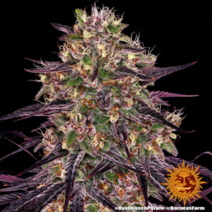 Ayahuasca Purple gefeminiseerde wietzaden van Barney's Farm voor het kweken van een 100% indica wietplant