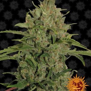 Triple Cheese gefeminiseerde wietzaden van Barney's Farm voor het kweken van een indica dominante wietplant