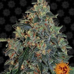 Blueberry OG gefeminiseerde wietzaden van Barney's Farm voor een hybride van Blueberry en OG Kush