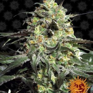 Peyote Cookies gefeminiseerd van Barney's Farm is een hybride indica wietplant die makkelijk te kweken is