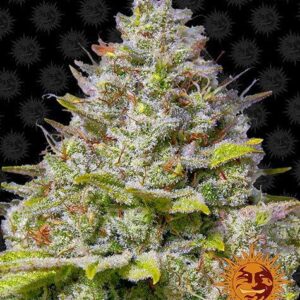 Blue Gelato 41 gefeminiseerde wietzaden van Barney's Farm voor het kweken van wietplanten met zeer hoge opbrengst