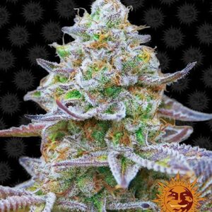Gorilla Zkittlez gefeminiseerde wietzaden van Barney's Farm voor het kweken van wietplanten met een hoog THC gehalte