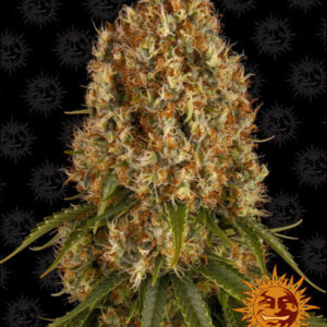 Orange Sherbert gefeminiseerde wietzaadjes van Barney's Farm is een indica dominante wietsoort