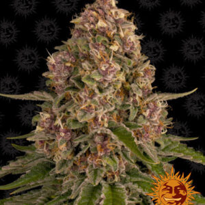 Pink Kush gefeminiseerde wietzaden van Barney's Farm voor wietplanten met dichte buds en een hoge opbrengst
