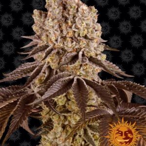 Purple Punch gefeminiseerde wietzaden van Barney's Farm voor het kweken van een compacte wietplant met dikke toppen