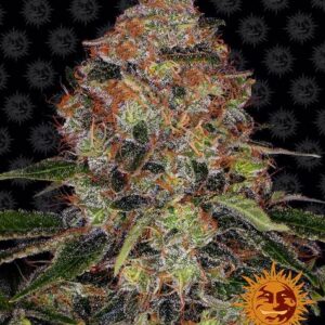 Shiskaberry gefeminiseerde wietzaden van Barney's Farm voor een 100% indica wietplant met topkwaliteit bloemen