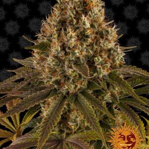 Strawberry Lemonade gefeminiseerde wietzaden van Barney's Farm voor sativa dominante wietplanten met grote opbrengst