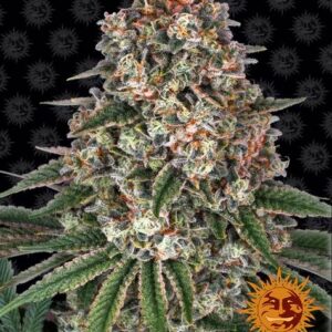 Tropicanna Banana gefeminiseerde wietzaden van Barney's Farm voor sativa dominate hybride wietplanten