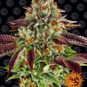 Biscotti Mintz gefeminiseerde wietzaden van Barney's Farm voor een indica dominante wietplant