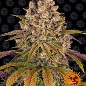 Lemon Tree gefeminiseerde wietzaden van Barney's Farm voor een indica hybride wietplant