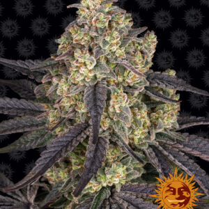 Kush Mintz feminized seeds van Barney's Farm voor het kweken van een wietplant met ontspannende eigenschappen