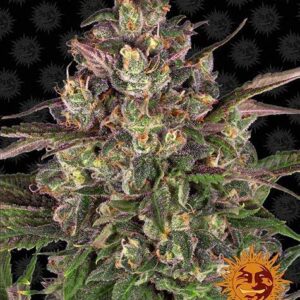 Peyote Critical gefeminiseerde wietzaden van Barney's Farm voor indica dominante wietplanten