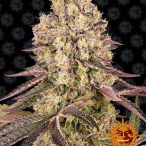 Runtz Muffin feminized seeds van Barney's Farm voor het kweken van een wietplant met hoge opbrengst