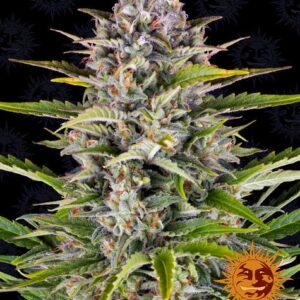 Gorilla Zkittlez autoflower wietzaadjes van Barney's Farm voor het kweken van indica dominante wietplanten