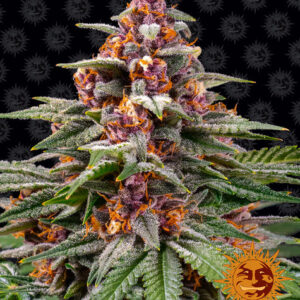 Runtz autoflower wietzaden van Barney's Farm voor indica dominante wietplanten