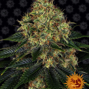Skywalker OG autoflower wietzaden van Barney's Farm voor het kweken van indica dominante wietplanten