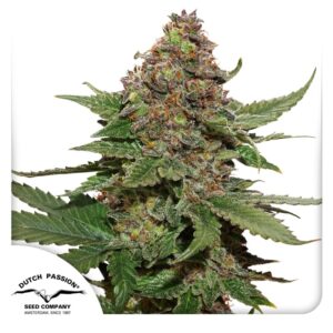 Strawberry Cough gefeminiseerde wietzaadjes van Dutch Passion kopen bij Plantarium