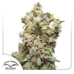 THC Victory gefeminiseerde zaden van Dutch Passion kopen bij Plantarium