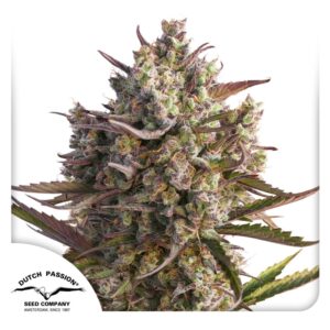 Auto Blueberry wiet kweken voor beginners met autoflower wietzaadjes