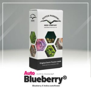 Dutch Passion Auto Blueberry autoflower wietzaadjes kopen bij Plantarium