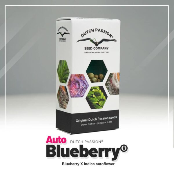 Dutch Passion Auto Blueberry autoflower wietzaadjes kopen bij Plantarium